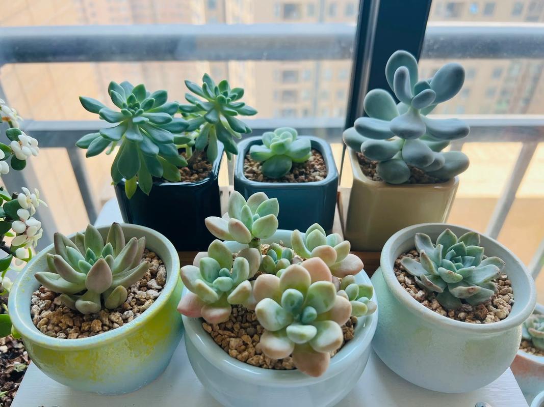 徒长是什么状态？多肉徒长怎么办？-第2张图片-吾爱花网