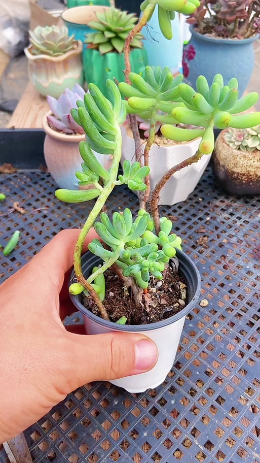 徒长是什么状态？多肉徒长怎么办？-第1张图片-吾爱花网