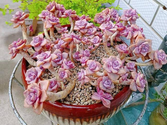 天冷多肉能浇温水吗？-第1张图片-吾爱花网