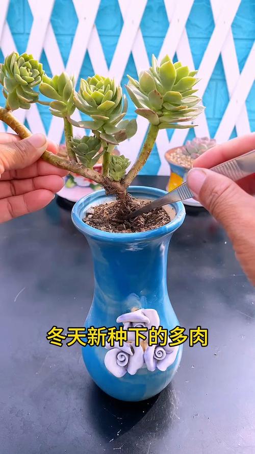 天冷多肉能浇温水吗？-第2张图片-吾爱花网