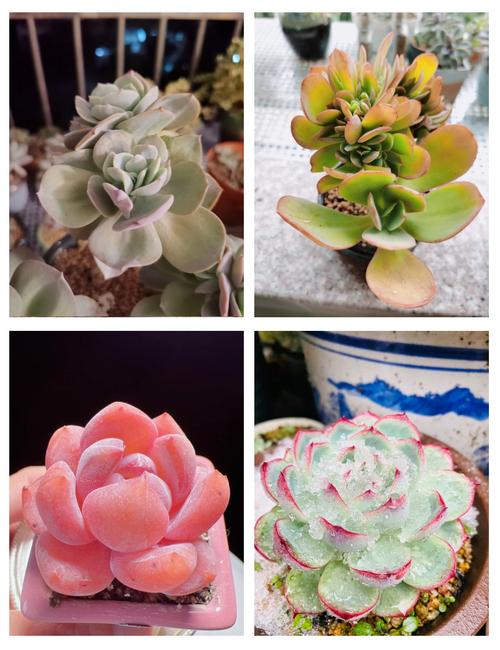 天冷多肉能浇温水吗？-第3张图片-吾爱花网