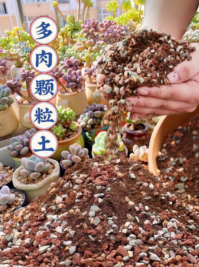 农村泥土能直接种多肉吗？-第1张图片-吾爱花网