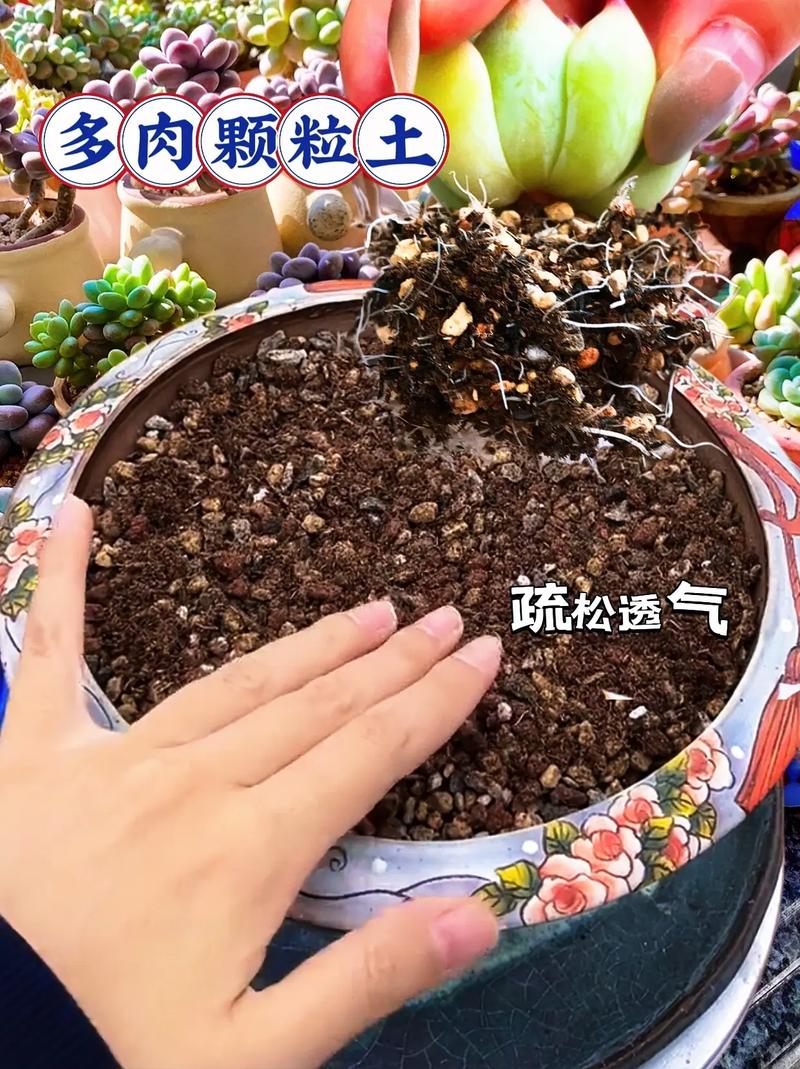 农村泥土能直接种多肉吗？-第2张图片-吾爱花网