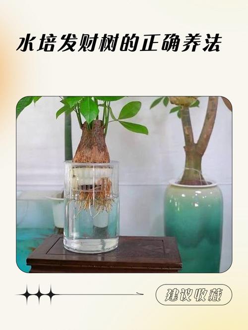 水培小发财树如何转土培？-第1张图片-吾爱花网