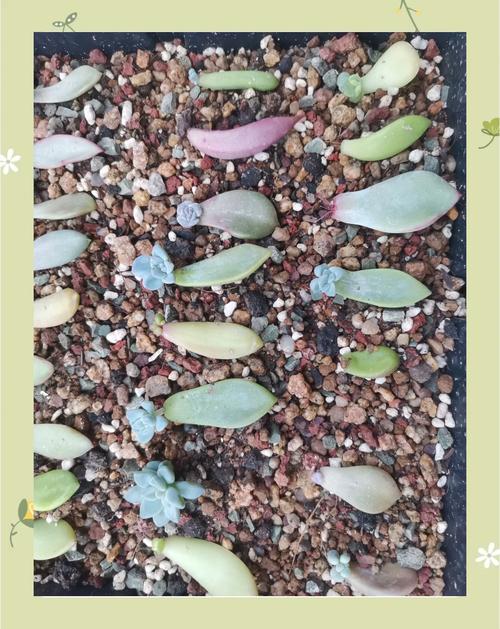 多肉移植后该不该马上浇水？-第1张图片-吾爱花网