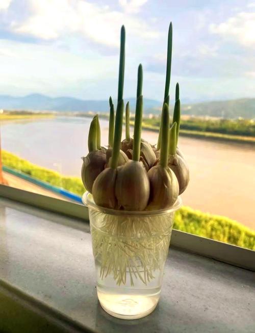 一次性杯子水培大蒜头能成功吗?-第1张图片-吾爱花网 一次性杯子水培大蒜头能成功吗?-第1张图片-吾爱花网