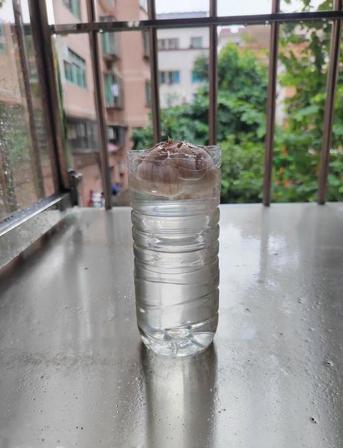 一次性杯子水培大蒜头能成功吗?-第2张图片-吾爱花网 一次性杯子水培大蒜头能成功吗?-第2张图片-吾爱花网