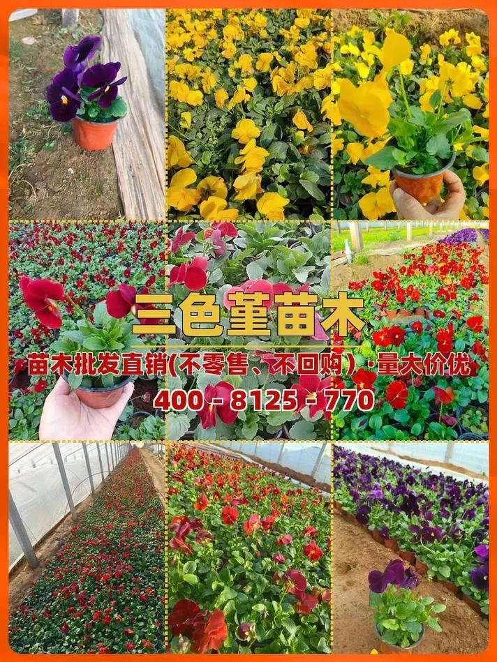 杭州滨江哪里能买到盆栽？-第1张图片-吾爱花网