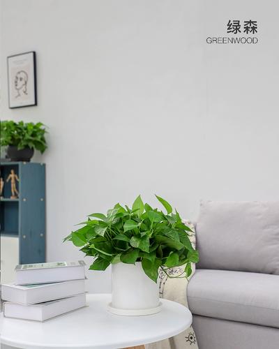 杭州滨江哪里能买到盆栽？-第2张图片-吾爱花网