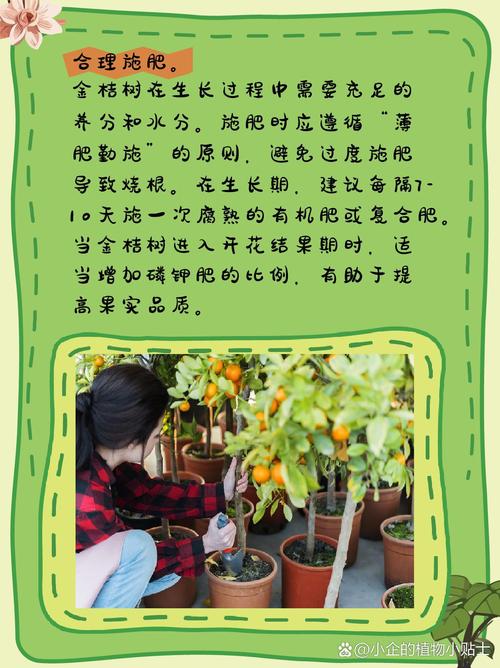 盆栽金桔施肥最佳时间是什么？-第2张图片-吾爱花网