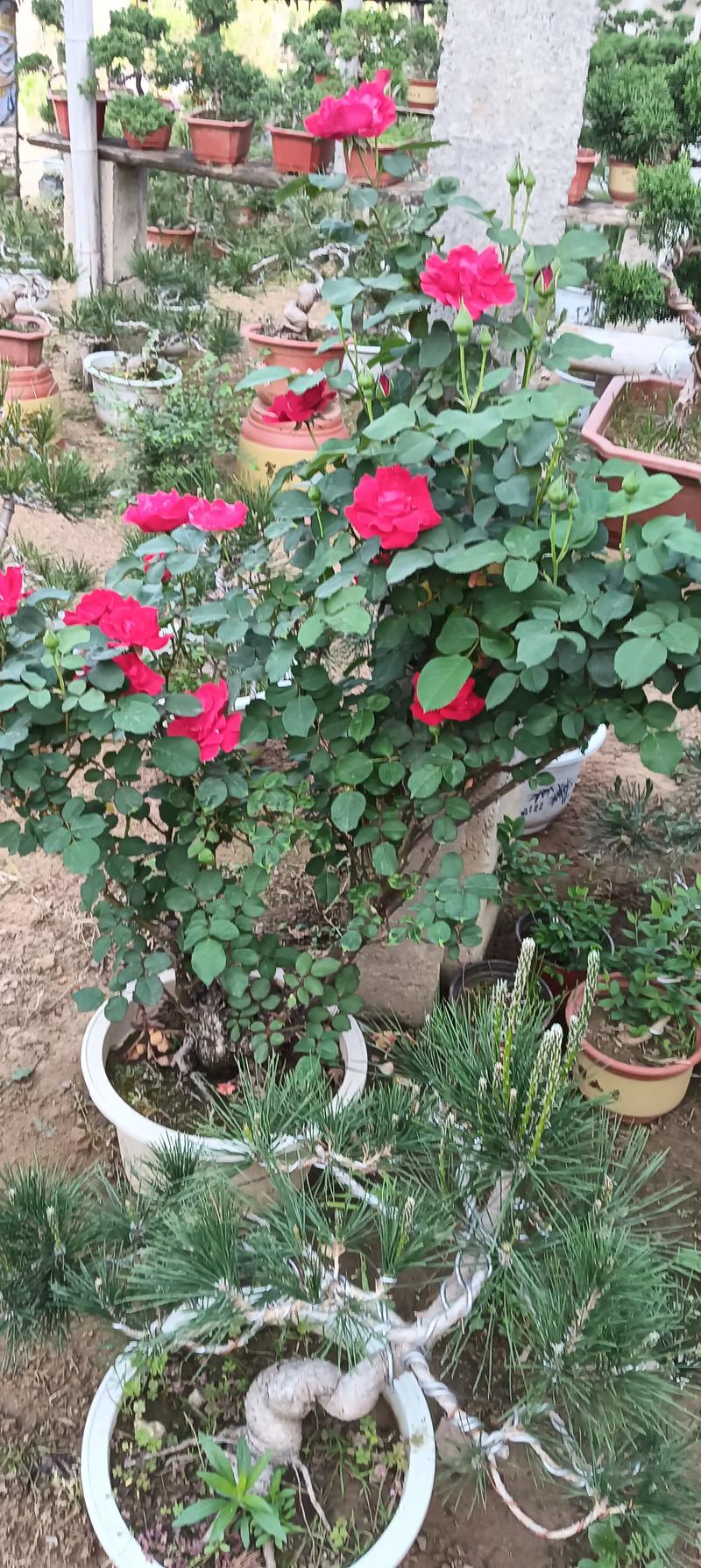 月季适合地栽还是盆栽-第1张图片-吾爱花网