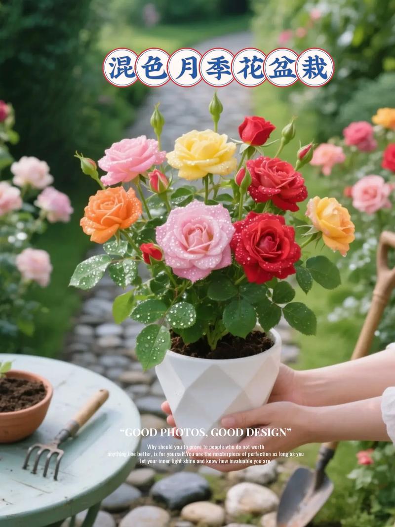 月季适合地栽还是盆栽-第3张图片-吾爱花网