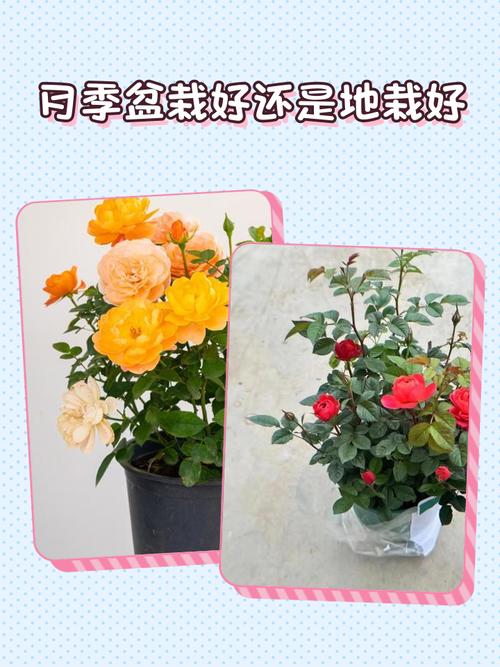月季适合地栽还是盆栽-第2张图片-吾爱花网