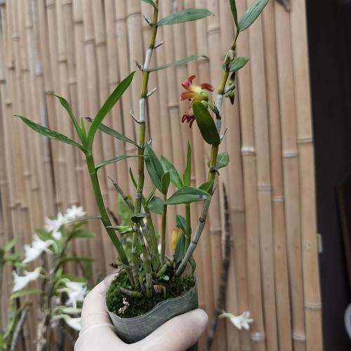 石斛盆栽在北方室内能养活吗？-第3张图片-吾爱花网