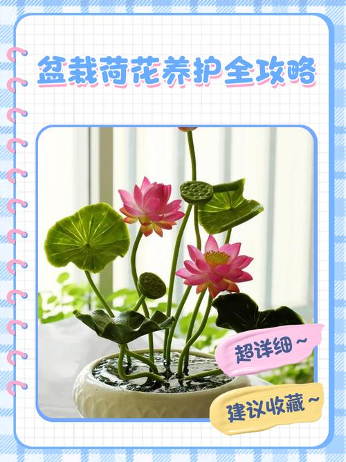 盆栽荷花兰冬季养护该注意啥？-第1张图片-吾爱花网