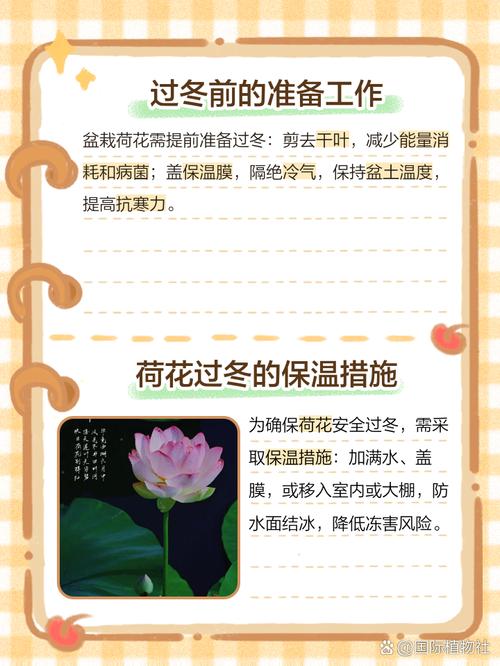 盆栽荷花兰冬季养护该注意啥？-第2张图片-吾爱花网