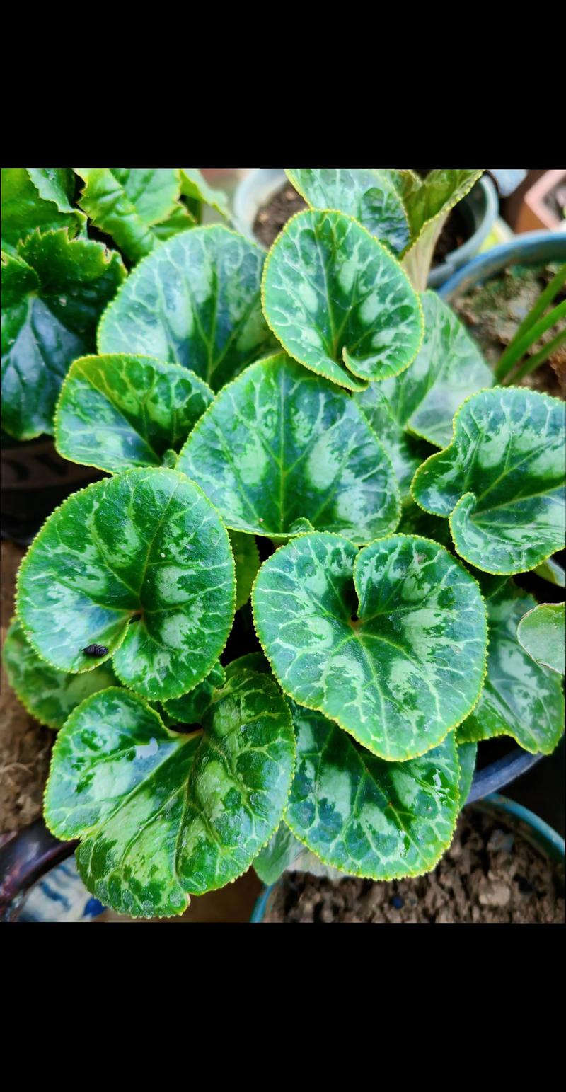 金钱莲盆栽哪里能买到？-第1张图片-吾爱花网