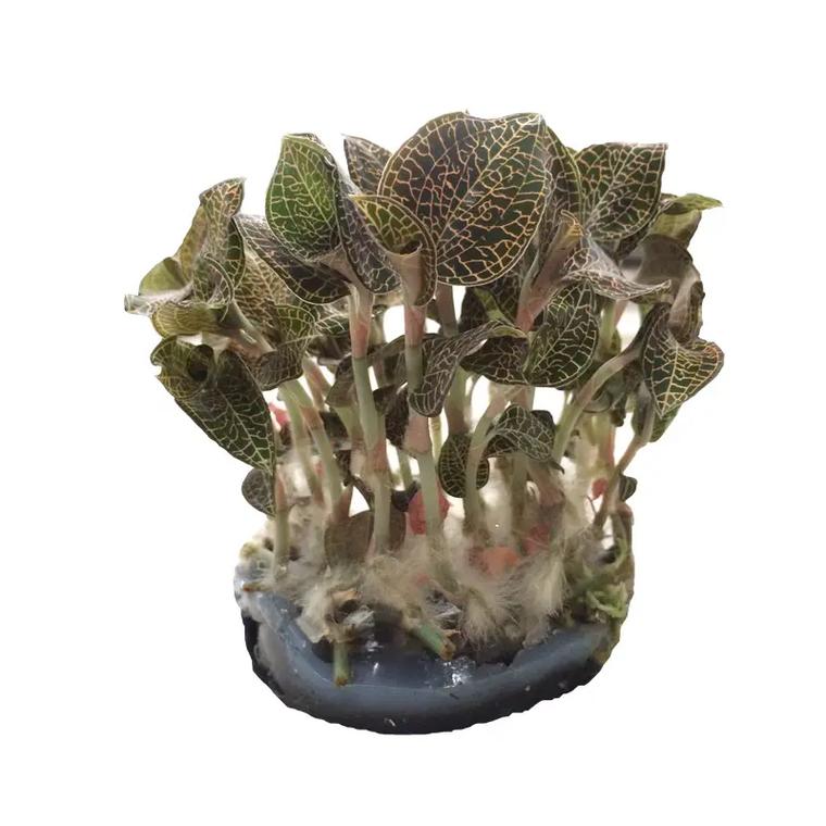 金钱莲盆栽哪里能买到？-第2张图片-吾爱花网