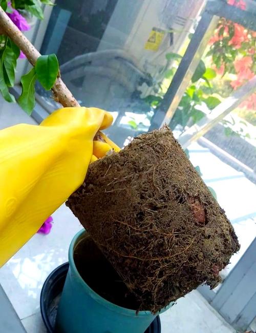 浇水过多盆栽，必须换土吗？-第1张图片-吾爱花网