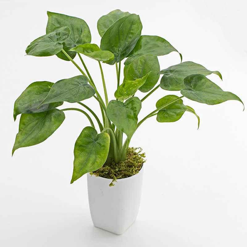 滴水观音用啥盆栽好呢-第3张图片-吾爱花网