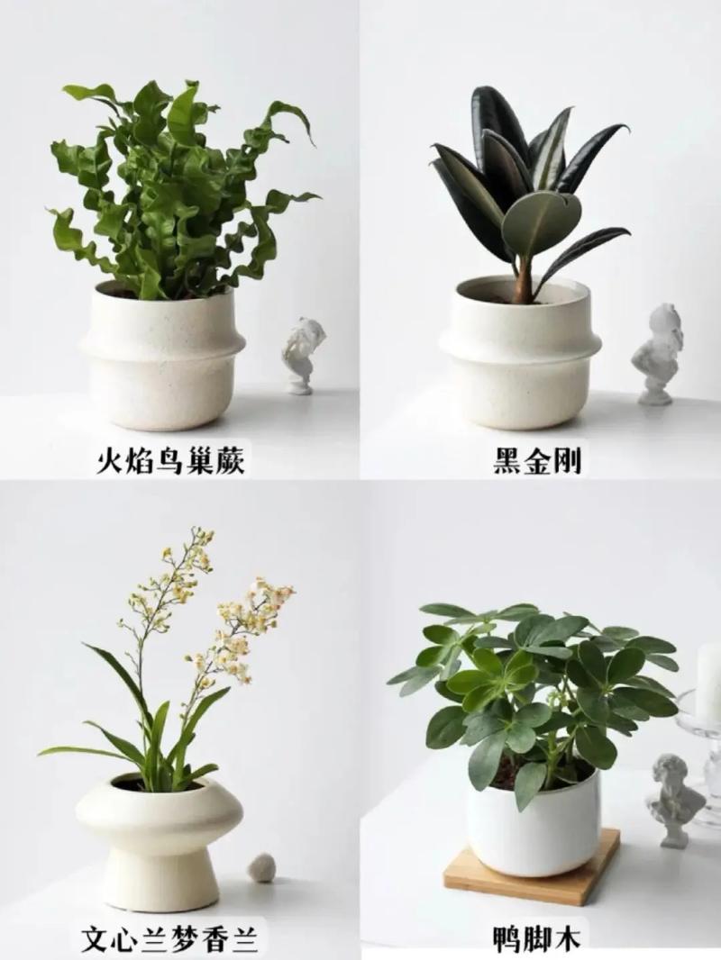 盆栽树种名称图片大全有哪些？-第2张图片-吾爱花网