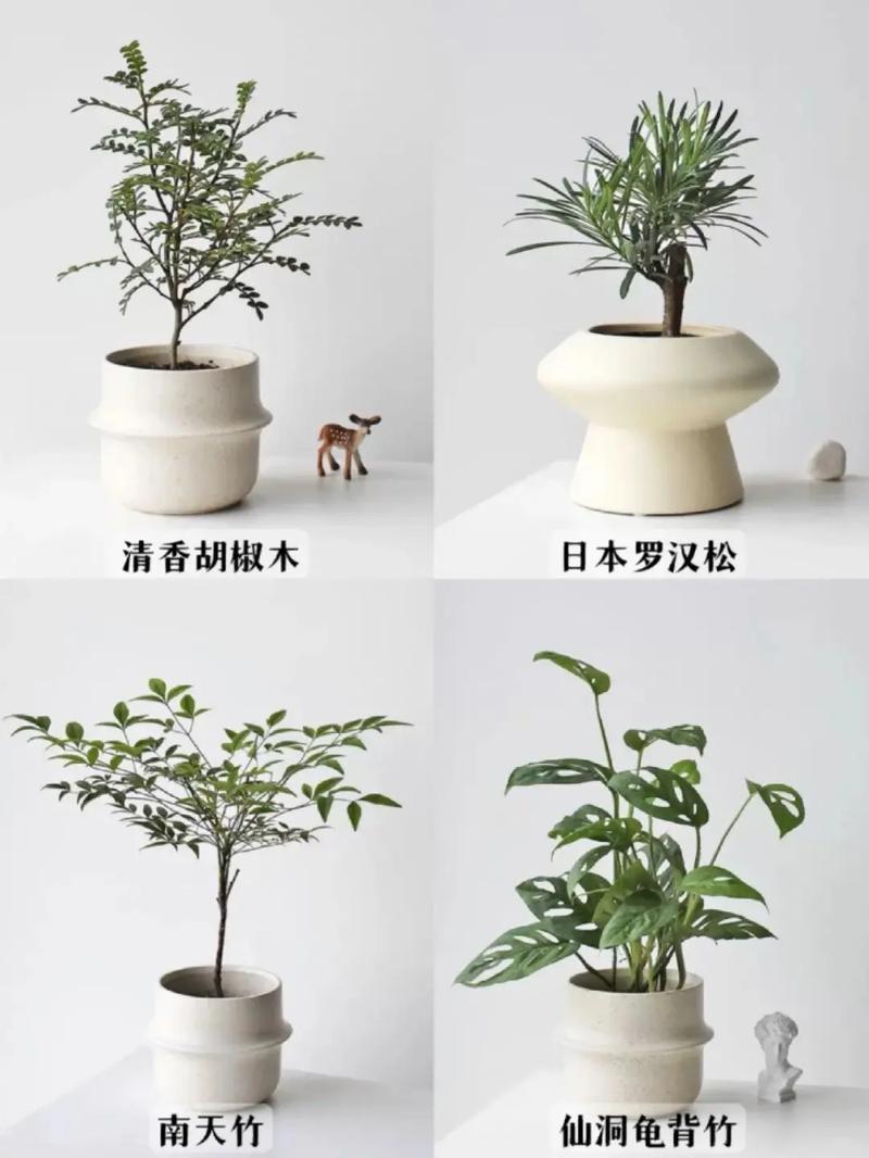 盆栽树种名称图片大全有哪些？-第3张图片-吾爱花网