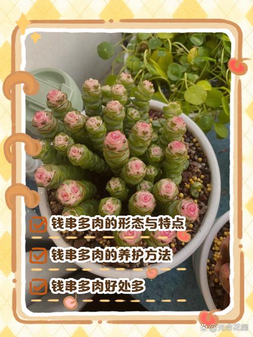 钱串多肉品种有哪些？-第1张图片-吾爱花网