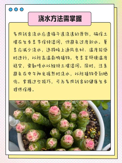 钱串多肉品种有哪些？-第3张图片-吾爱花网