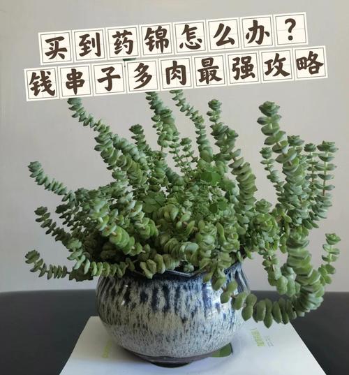钱串多肉品种有哪些？-第2张图片-吾爱花网
