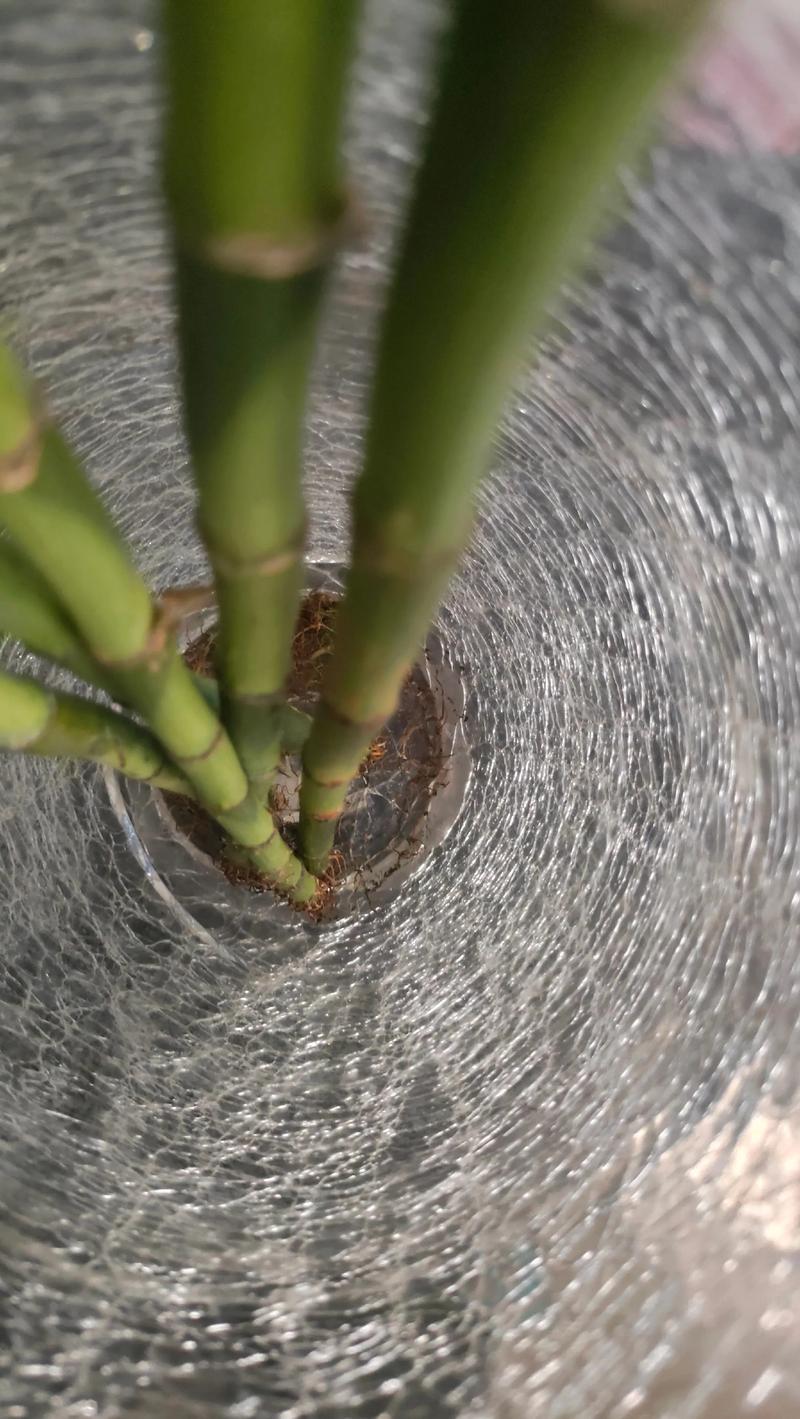 水竹叶子发干是缺水还是养护错了？-第1张图片-吾爱花网