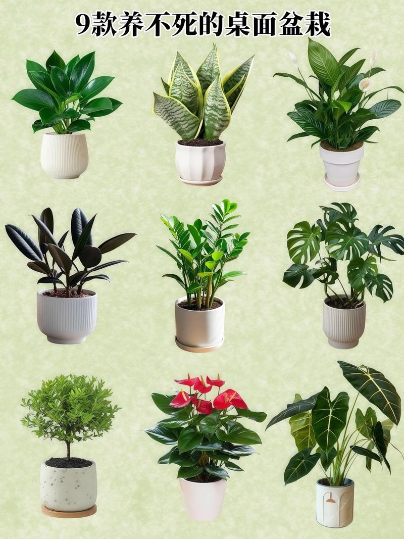 适合湖南养的室内盆栽-第1张图片-吾爱花网