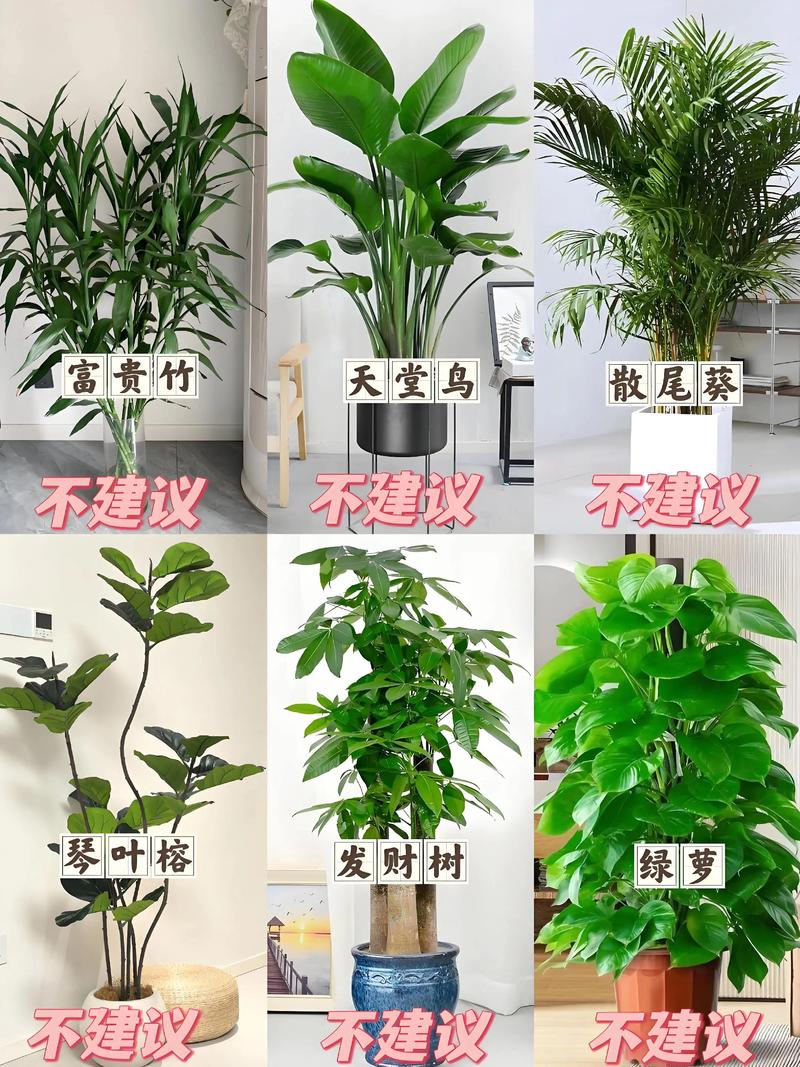 适合湖南养的室内盆栽-第3张图片-吾爱花网