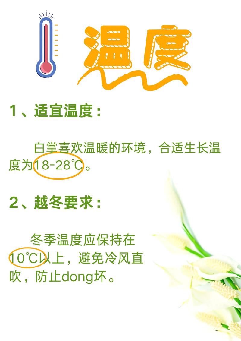 土培白掌转水培怎么养？-第2张图片-吾爱花网