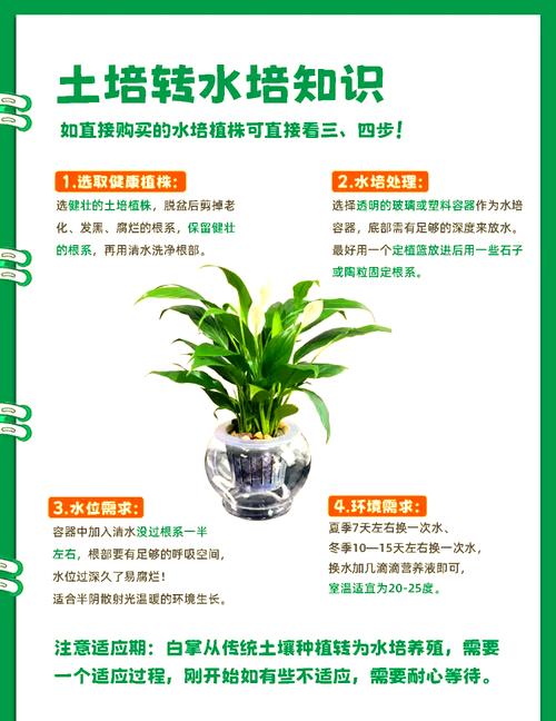 土培白掌转水培怎么养？-第1张图片-吾爱花网