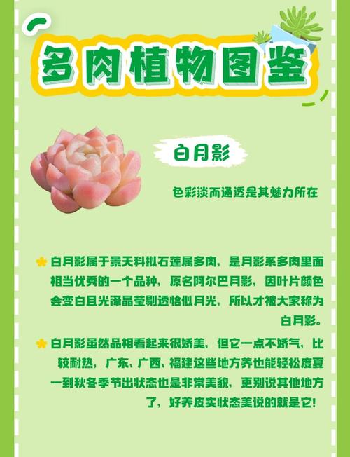 多肉种植到底啥时候该浇水?-第2张图片-吾爱花网 多肉种植到底啥时候该浇水?-第2张图片-吾爱花网