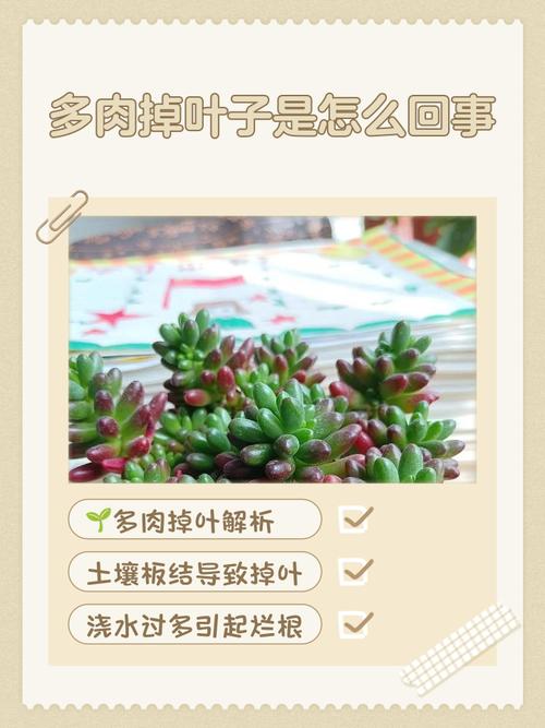 冬季多肉掉叶片怎么办？-第1张图片-吾爱花网