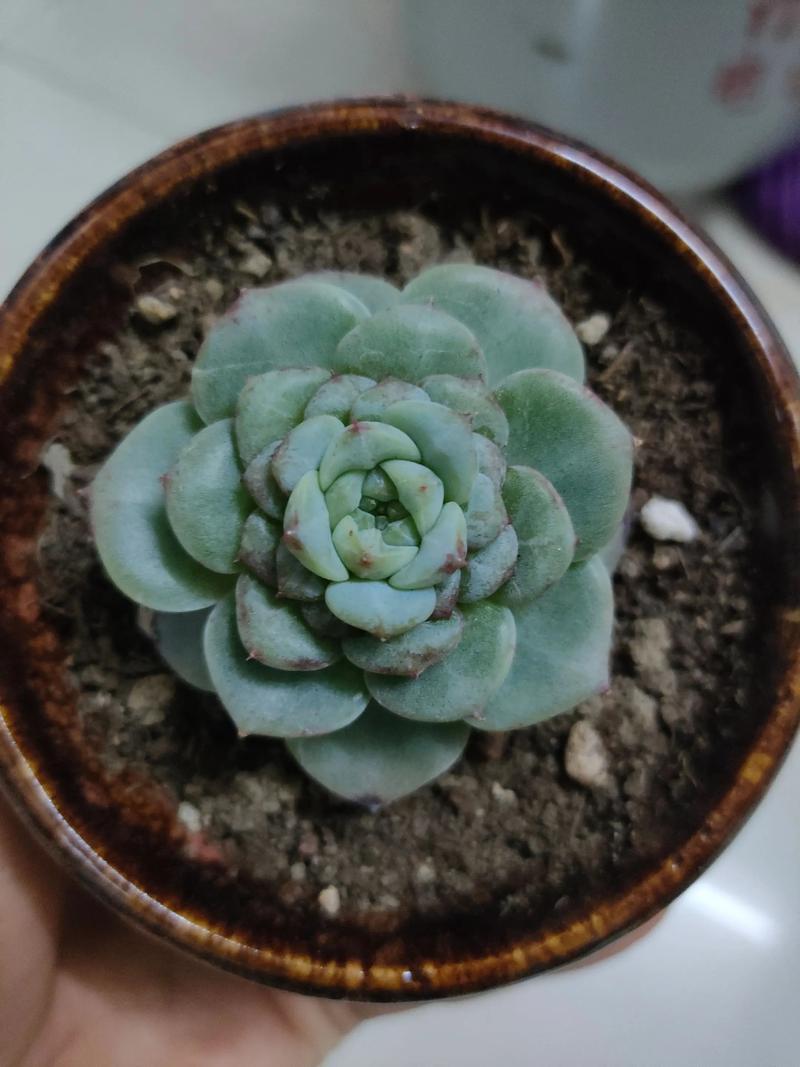 冬季多肉掉叶片怎么办？-第3张图片-吾爱花网