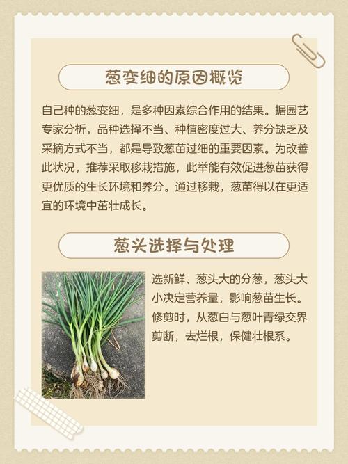 瓷盆栽葱花为何总不长？-第1张图片-吾爱花网