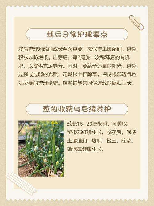 瓷盆栽葱花为何总不长？-第2张图片-吾爱花网