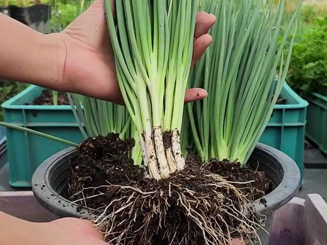 瓷盆栽葱花为何总不长？-第3张图片-吾爱花网