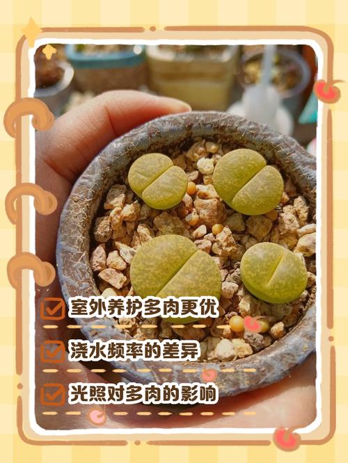 多肉该放屋里养还是外面养？-第1张图片-吾爱花网