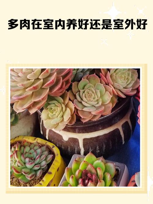 多肉该放屋里养还是外面养？-第2张图片-吾爱花网
