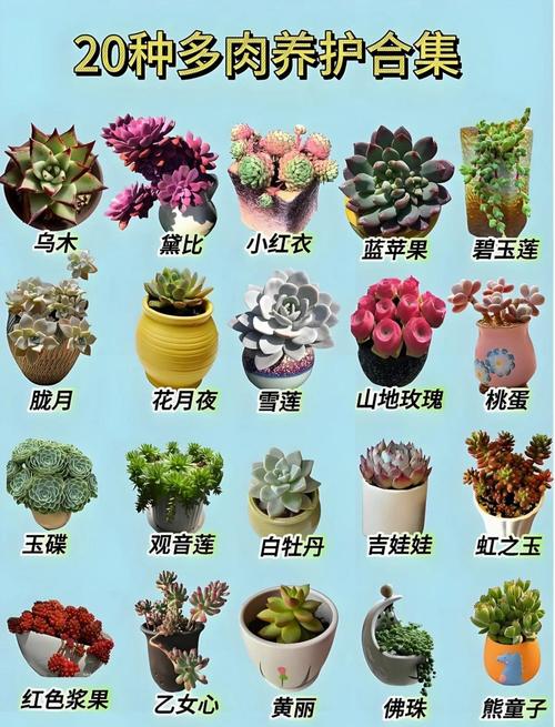 多肉该放屋里养还是外面养？-第3张图片-吾爱花网