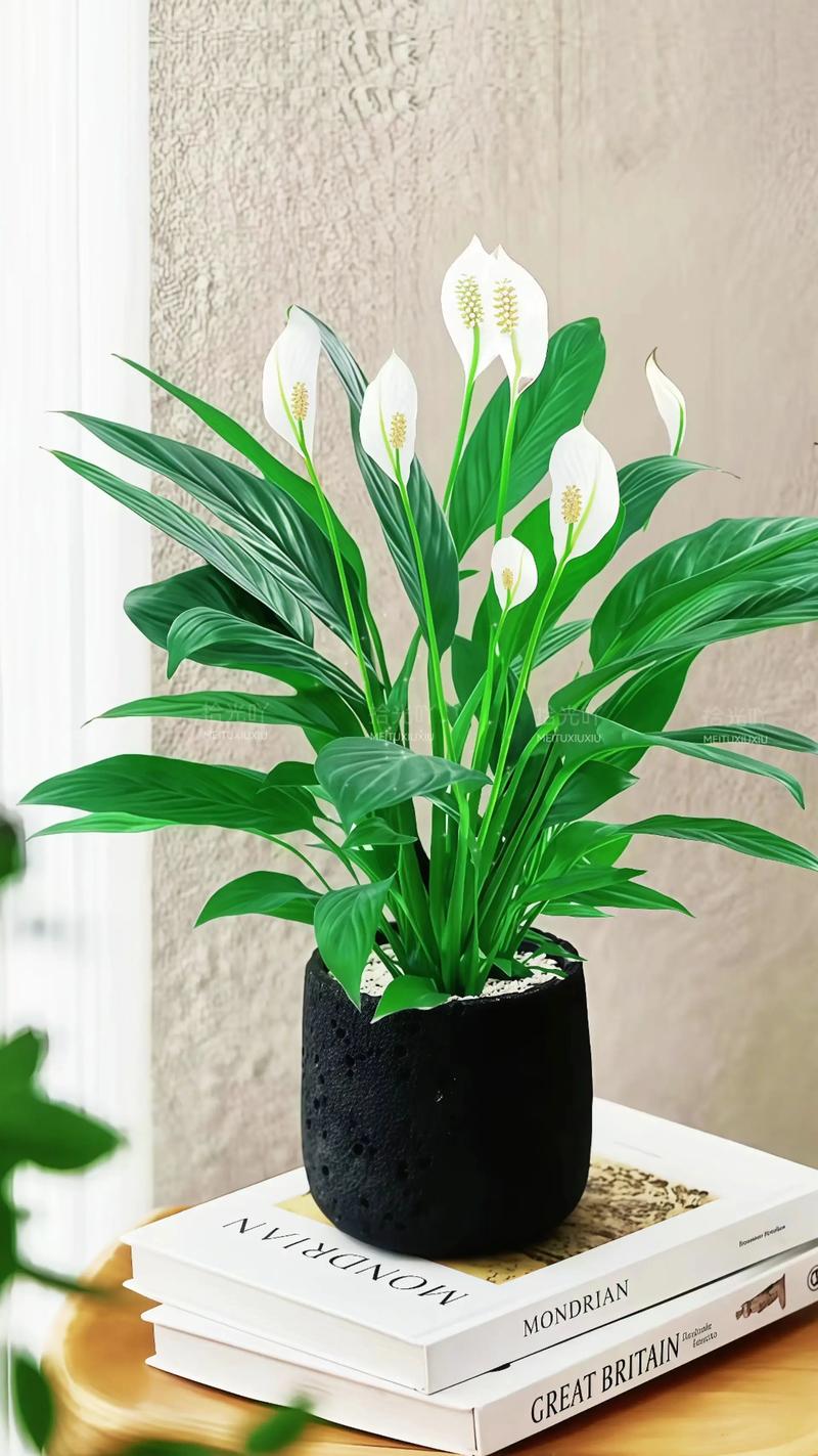 白掌水培土养哪种更适合生长？-第2张图片-吾爱花网