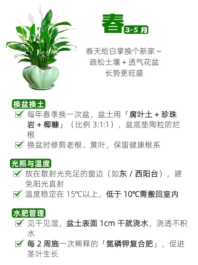 白掌水培土养哪种更适合生长？-第1张图片-吾爱花网