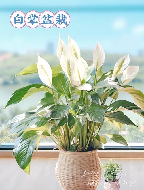 白掌水培土养哪种更适合生长？-第3张图片-吾爱花网