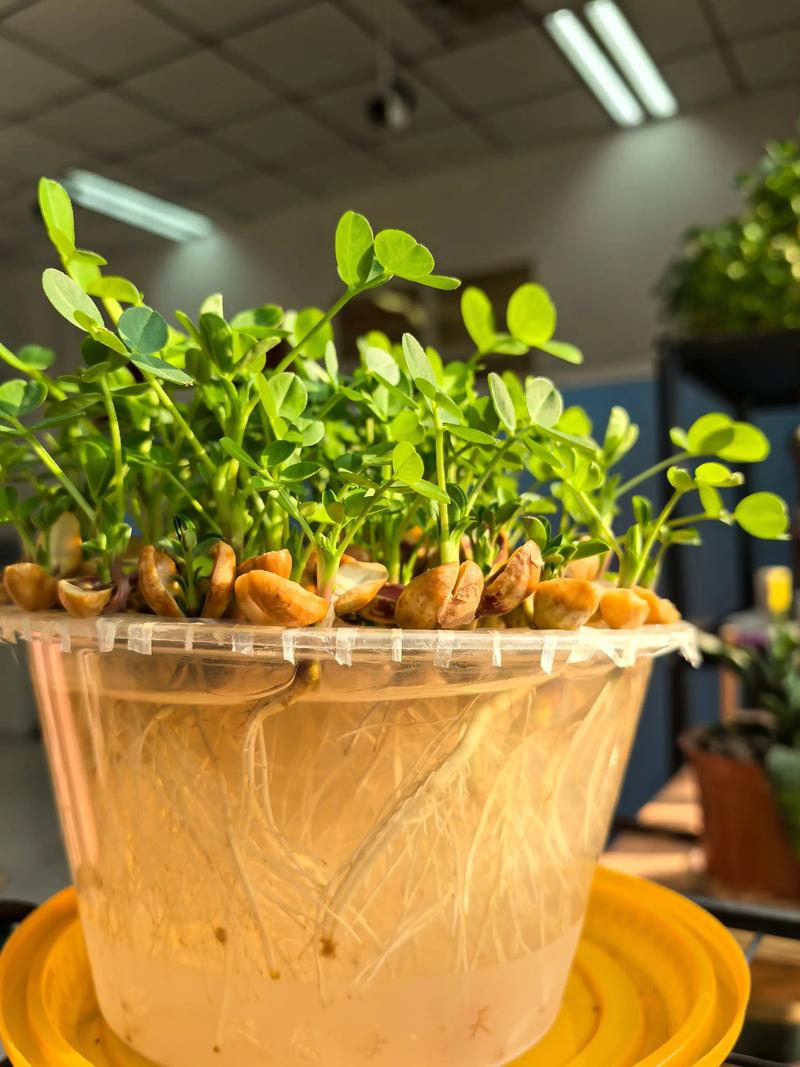 花生水培能放鱼缸里吗？-第1张图片-吾爱花网