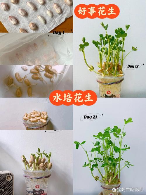 花生水培能放鱼缸里吗？-第3张图片-吾爱花网