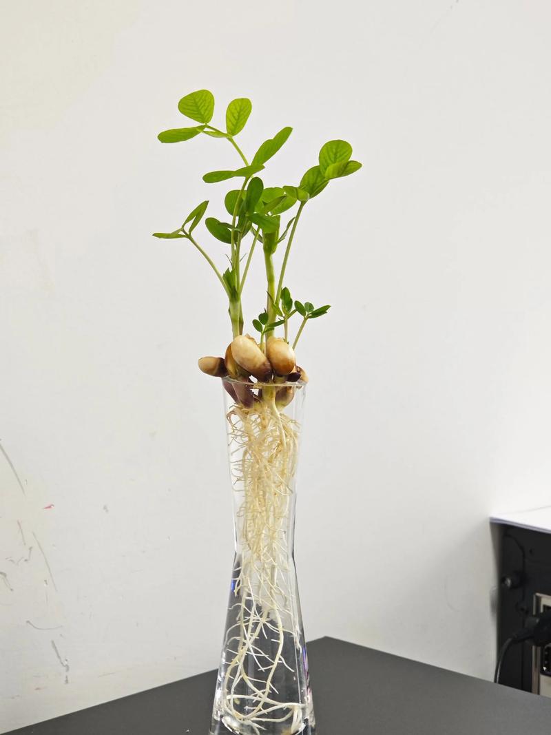 花生水培能放鱼缸里吗？-第2张图片-吾爱花网