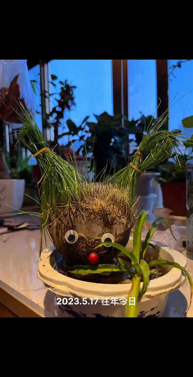 如何选对盆栽种子？-第1张图片-吾爱花网